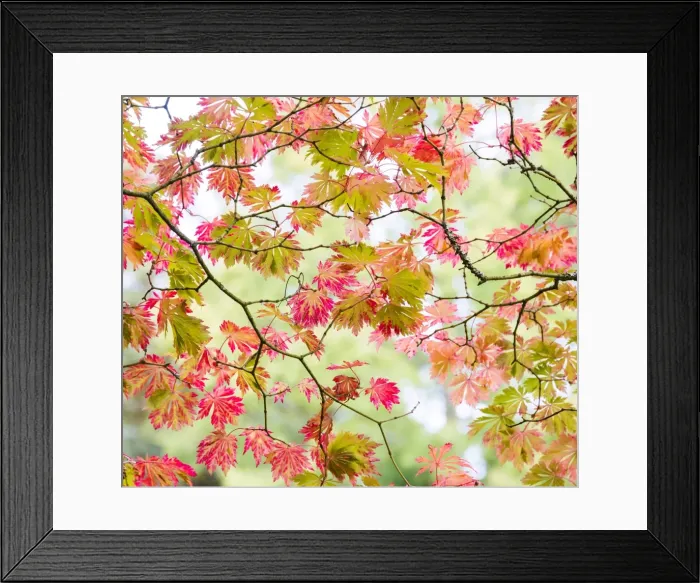 Framed Print : Westonbirt Arboretum in autumn, Gloucestershire, UK Framed Print : Westonbirt Arboretum in autumn, Gloucestershire, UK