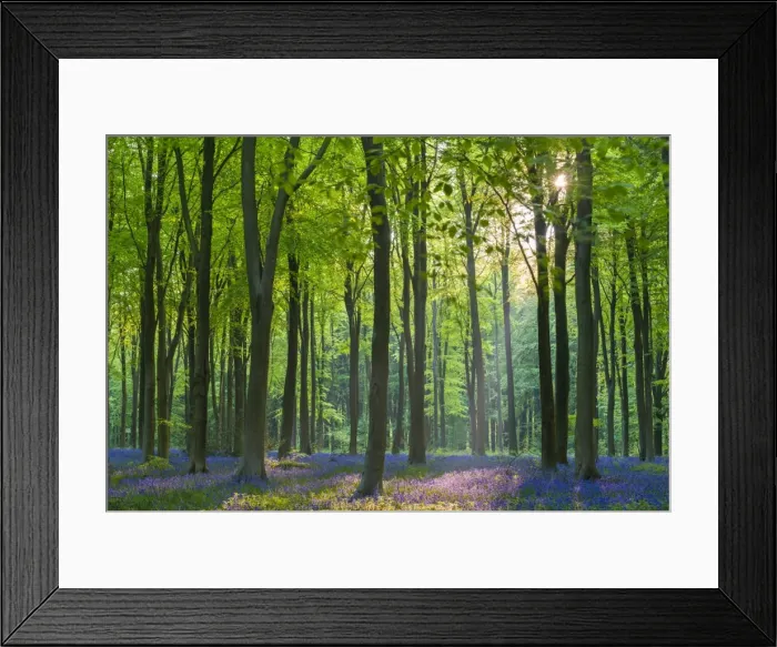 Framed Print : Carpet of flowering bluebells in a deciduous wood, West Woods, Marlborough, Wiltshire, England Framed Print : Carpet of flowering bluebells in a deciduous wood, West Woods, Marlborough, Wiltshire, England