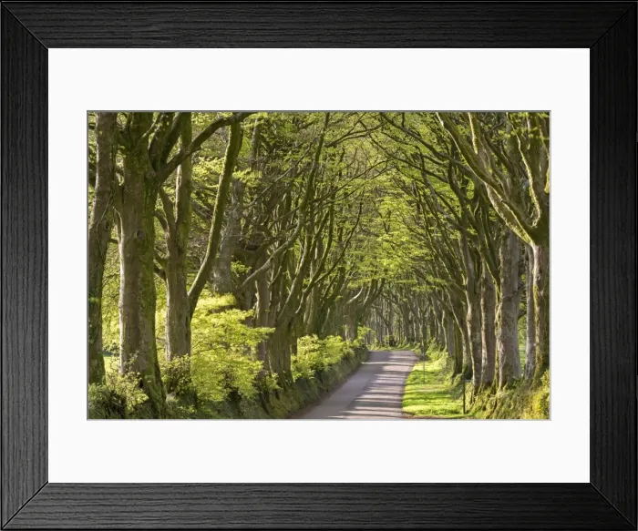 Framed Print : Avenue of mature deciduous trees near Bridestowe, Dartmoor National Park, Devon, England
