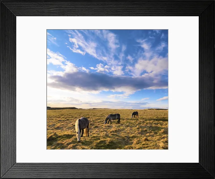 Framed Print : Ireland, Co. Donegal, Fanad, Horses in field Framed Print : Ireland, Co. Donegal, Fanad, Horses in field