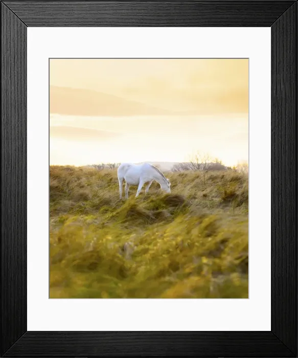 Framed Print : Ireland, Co. Donegal, Fanad, Horse in field Framed Print : Ireland, Co. Donegal, Fanad, Horse in field