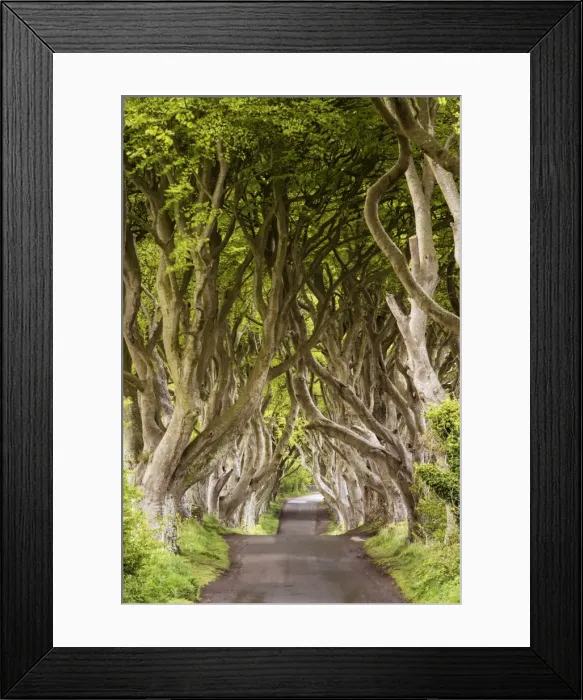 Framed Print : The Dark Hedges, County Antrim, Ulster region, northern Ireland, United Kingdom Framed Print : The Dark Hedges, County Antrim, Ulster region, northern Ireland, United Kingdom