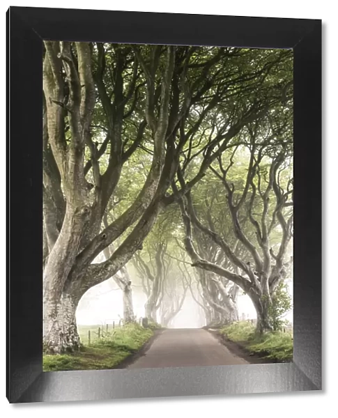 The Dark Hedges (Bregagh Road), Ballymoney, County Antrim, Ulster region, northern Ireland