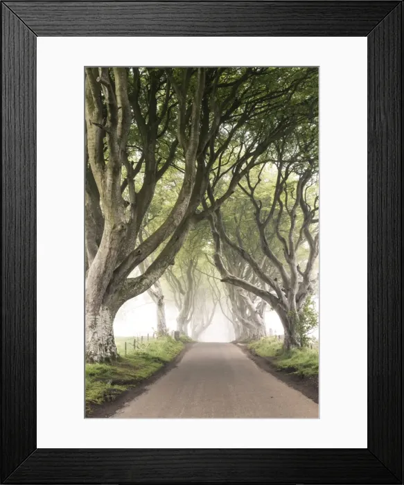 Framed Print : The Dark Hedges (Bregagh Road), Ballymoney, County Antrim, Ulster region, northern Ireland Framed Print : The Dark Hedges (Bregagh Road), Ballymoney, County Antrim, Ulster region, northern Ireland