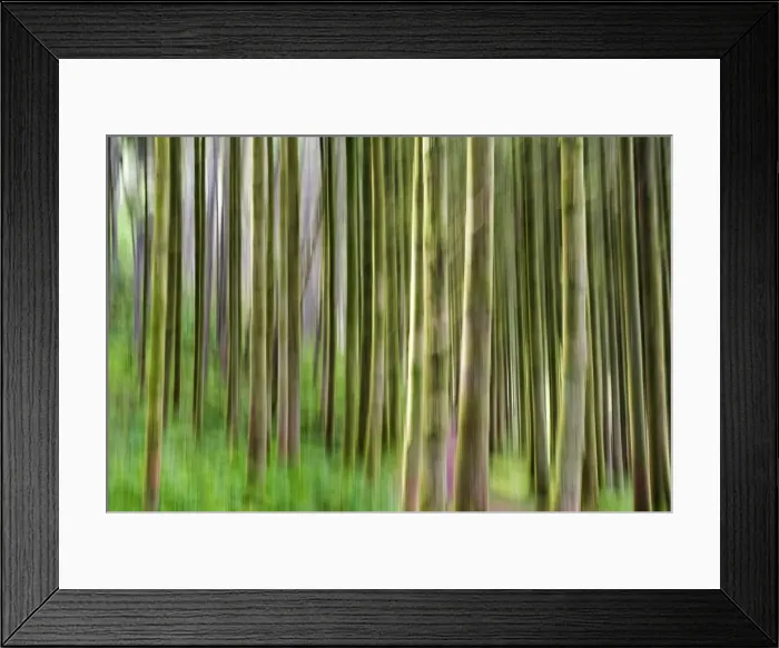 Framed Print : Trees, Isle of Arran, Firth of Clyde, Scotland, UK