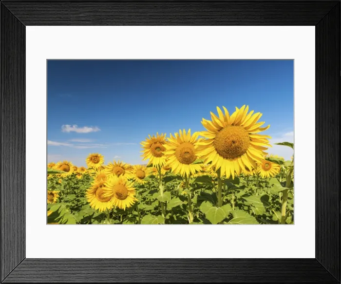 Framed Print : Spain, Andalusia, Seville, Sunflower fields Framed Print : Spain, Andalusia, Seville, Sunflower fields