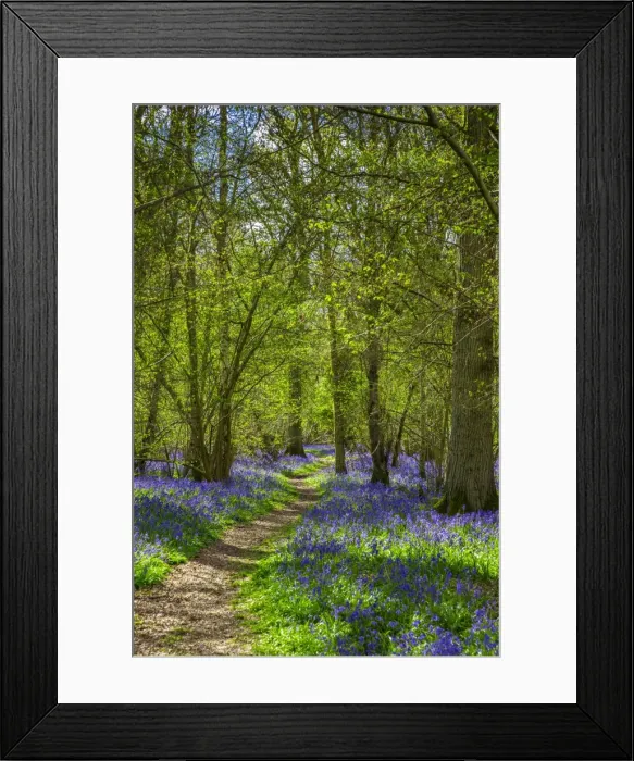 Framed Print : Bluebell woods, Surrey, England, UK
