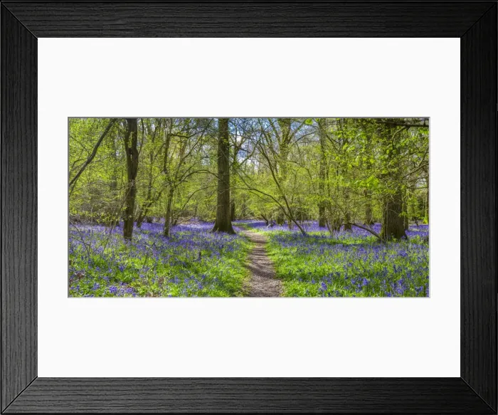 Framed Print : Bluebell woods, Surrey, England, UK Framed Print : Bluebell woods, Surrey, England, UK