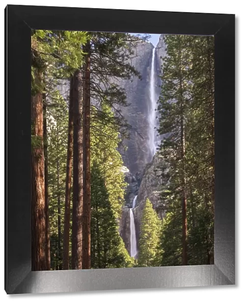 Yosemite Falls through the conifer woodlands of Yosemite Valley, California, USA