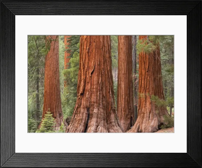 Framed Print : Bachelor and Three Graces Sequoia tress in Mariposa Grove, Yosemite National Park, USA Framed Print : Bachelor and Three Graces Sequoia tress in Mariposa Grove, Yosemite National Park, USA