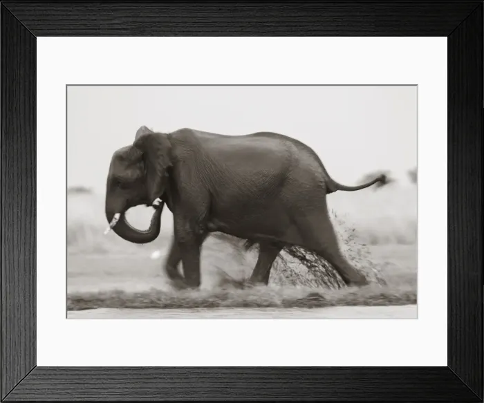 Framed Print : Elephant, Chobe Nat Pk, Botswana, Africa