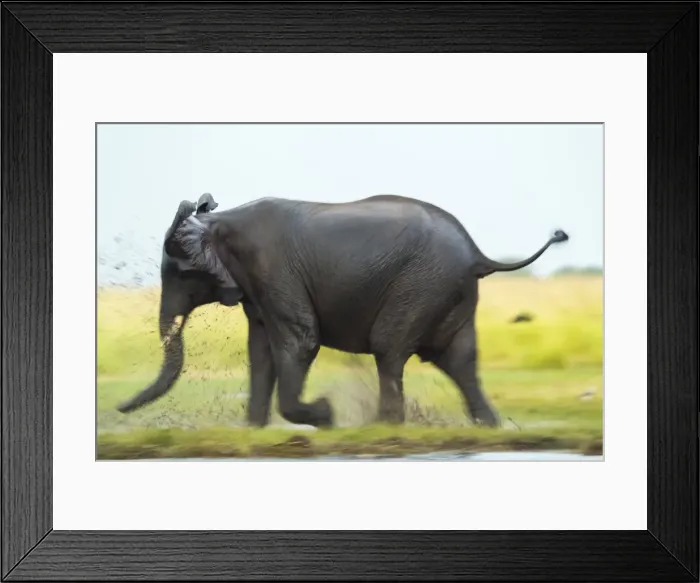 Framed Print : Elephant, Chobe Nat Pk, Botswana, Africa Framed Print : Elephant, Chobe Nat Pk, Botswana, Africa