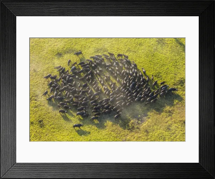 Framed Print : Aerial view herd of African Buffalos, Okavango Delta, Botswana, Africa Framed Print : Aerial view herd of African Buffalos, Okavango Delta, Botswana, Africa