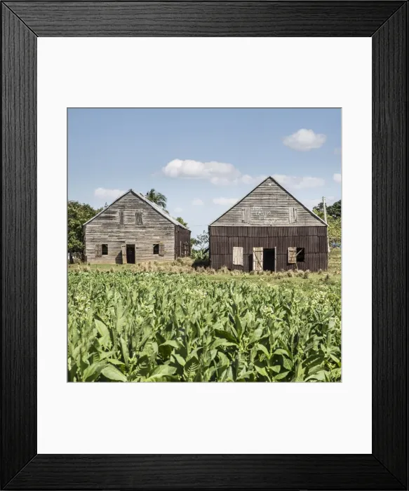 Framed Print : Drying house on a Tobacco Plantation, Pinar del Rio Province, Cuba Framed Print : Drying house on a Tobacco Plantation, Pinar del Rio Province, Cuba