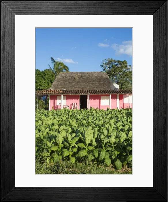 Framed Print : Tobacco Plantation, Pinar del Rio Province, Cuba Framed Print : Tobacco Plantation, Pinar del Rio Province, Cuba