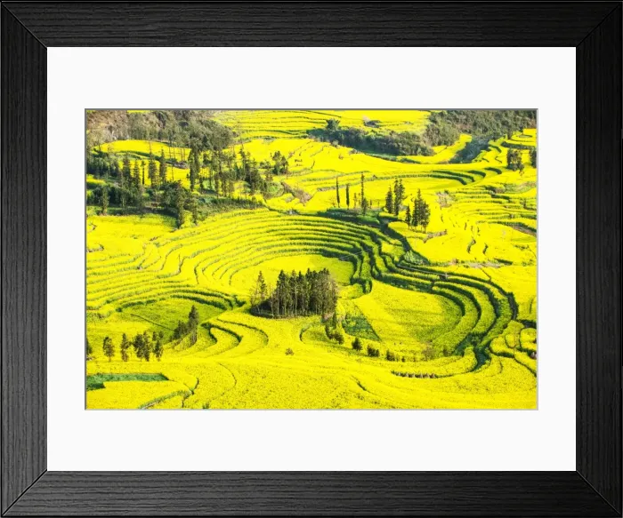 Framed Print : Rapeseed farms in Niujie, known as snail farms due to their snail shell like terracing, Luoping, Yunnan, China Framed Print : Rapeseed farms in Niujie, known as snail farms due to their snail shell like terracing, Luoping, Yunnan, China