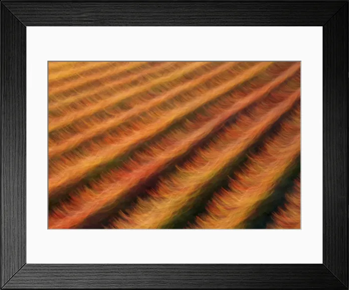 Framed Print : Abstract vineyards in autumn, Umbria, Italy