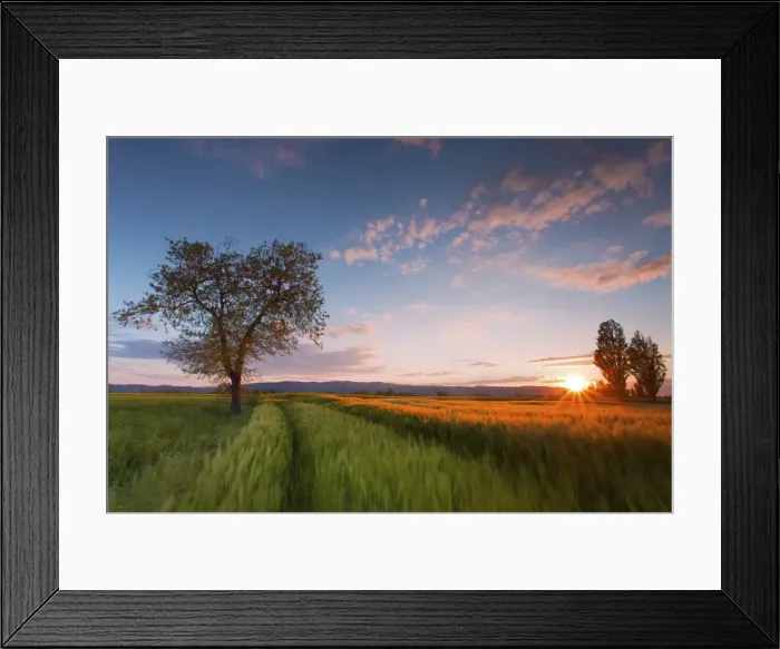 Framed Print : Wheat field at sunset, Foligno, Umbria, Italy Framed Print : Wheat field at sunset, Foligno, Umbria, Italy