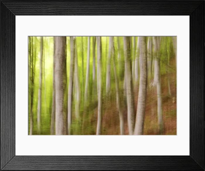 Framed Print : Beech trees, Sibillini national park, Umbria, Italy Framed Print : Beech trees, Sibillini national park, Umbria, Italy