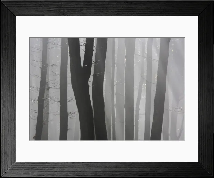 Framed Print : Trunks of trees in the forest bare our forests during autumn, Tuscany, Italy Framed Print : Trunks of trees in the forest bare our forests during autumn, Tuscany, Italy