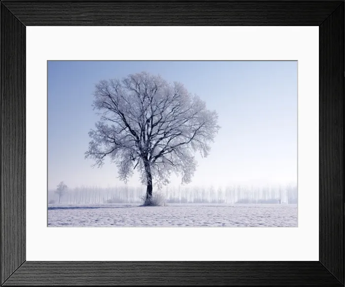 Framed Print : Plain Piedmont, Piedmont, Italy. Hoar frost trees Framed Print : Plain Piedmont, Piedmont, Italy. Hoar frost trees