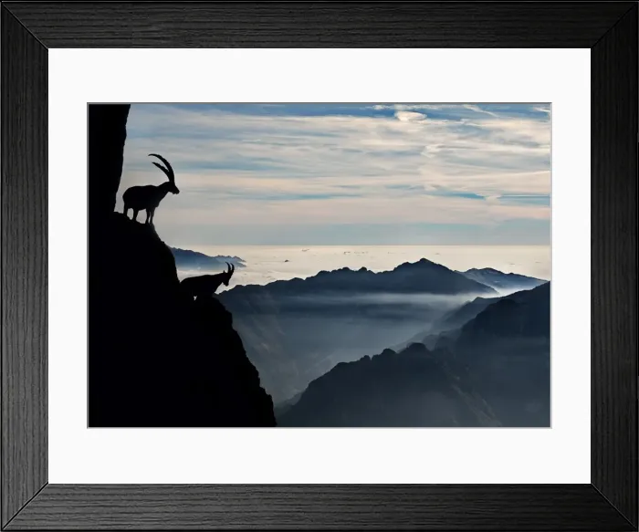 Framed Print : Two alpine ibex dominate from above the spectacular view of the italian Alps