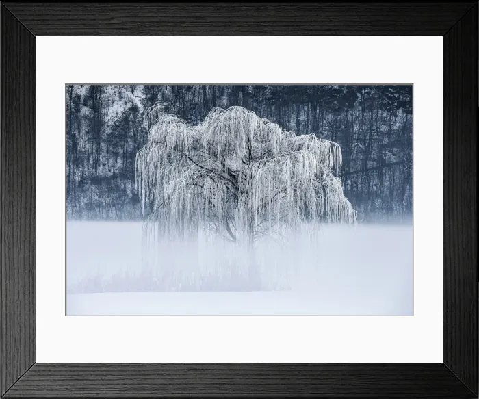 Framed Print : Willow, frost and fog in Valtellina, Lombardy, Italy Framed Print : Willow, frost and fog in Valtellina, Lombardy, Italy