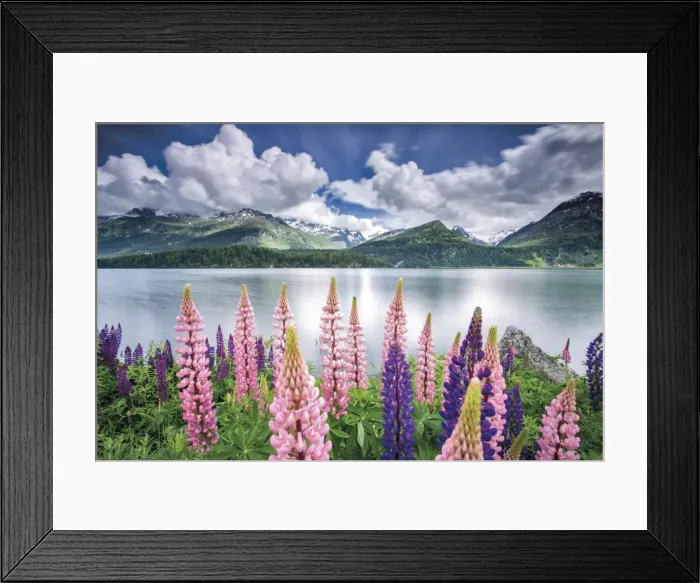 Framed Print : Blooming of lupins on the shores of Lake Sils Framed Print : Blooming of lupins on the shores of Lake Sils
