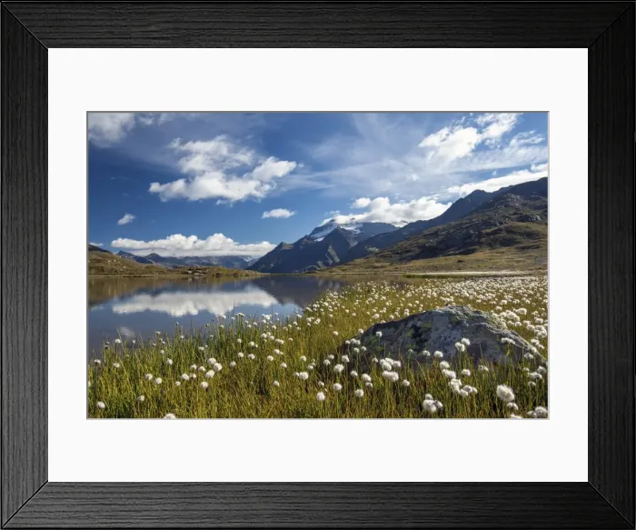 Framed Print : Blooming of cotton grass on the shores of Lago Bianco not far from the Gavia pass Framed Print : Blooming of cotton grass on the shores of Lago Bianco not far from the Gavia pass