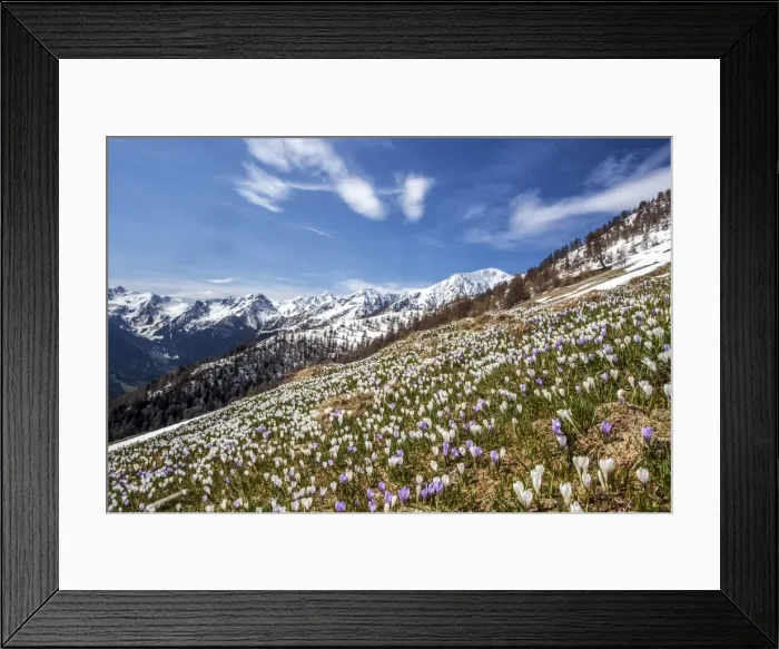 Framed Print : While the peaks of Gerola valley in the background are still snow capped the first Framed Print : While the peaks of Gerola valley in the background are still snow capped the first