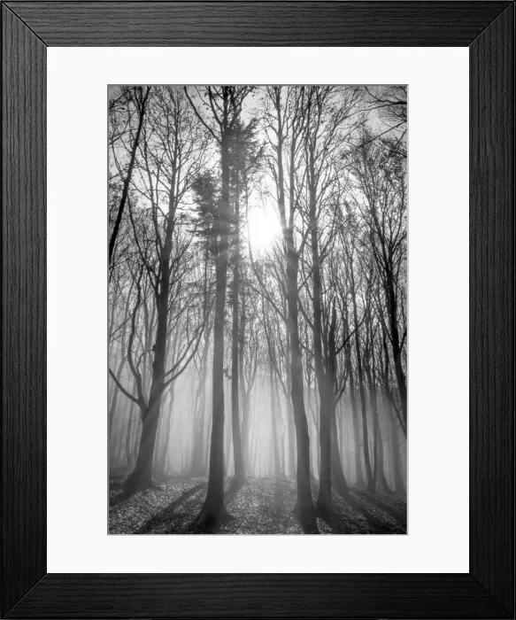 Framed Print : Sassofratino Reserve, Foreste Casentinesi National Park, Badia Prataglia, Tuscany, Italy, Europe Framed Print : Sassofratino Reserve, Foreste Casentinesi National Park, Badia Prataglia, Tuscany, Italy, Europe