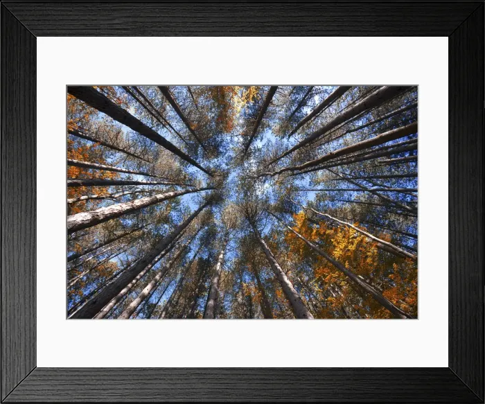 Framed Print : Trees to the sky in autumn, Emilian Apennines, emilia romagna, italy