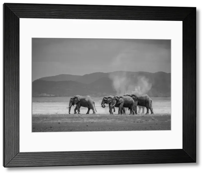 Framed Print : Amboseli Park, Kenya, Africa A family of elephants in Amboseli Kenya Framed Print : Amboseli Park, Kenya, Africa A family of elephants in Amboseli Kenya