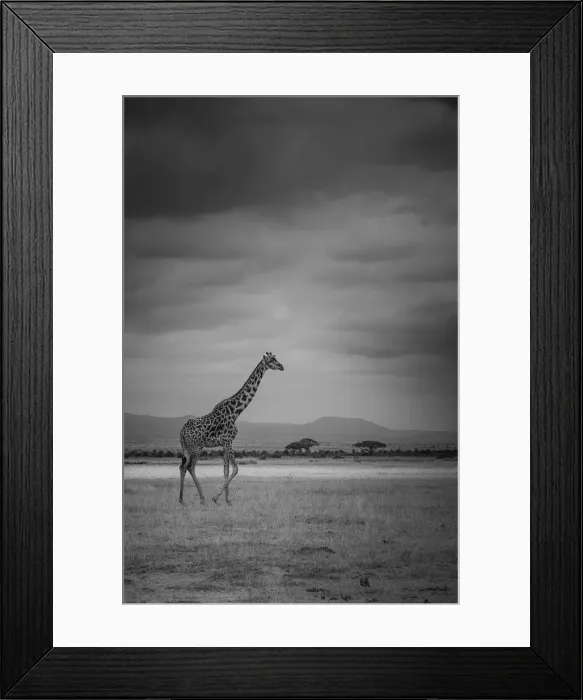 Framed Print : Amboseli Park, Kenya, Italy A giraffe shot in the park Amboseli, Kenya, shortly before Framed Print : Amboseli Park, Kenya, Italy A giraffe shot in the park Amboseli, Kenya, shortly before
