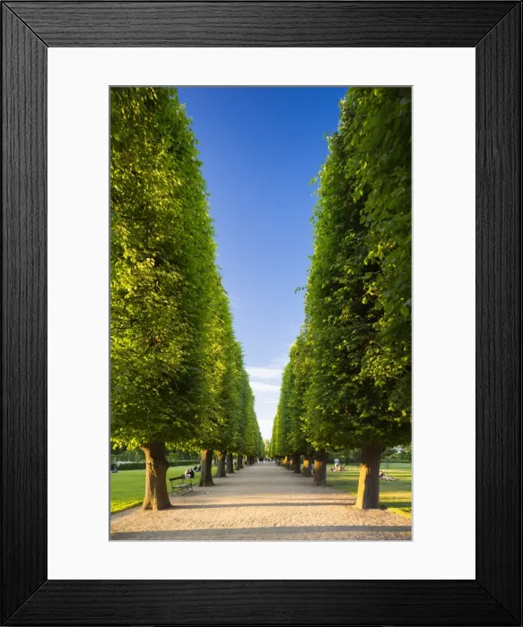 Framed Print : Denmark, Hillerod, Copenhagen. A tree-lined avenue in Kongens Have (The Kings Garden) Framed Print : Denmark, Hillerod, Copenhagen. A tree-lined avenue in Kongens Have (The Kings Garden)