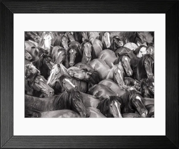 Framed Print : Wild horses rounded up in the crowded arena during the Rapa das Bestas (Shearing Framed Print : Wild horses rounded up in the crowded arena during the Rapa das Bestas (Shearing