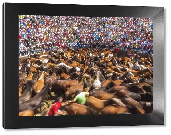Wild horses rounded up in the crowded arena during the Rapa das Bestas (Shearing