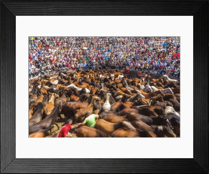 Framed Print : Wild horses rounded up in the crowded arena during the Rapa das Bestas (Shearing Framed Print : Wild horses rounded up in the crowded arena during the Rapa das Bestas (Shearing