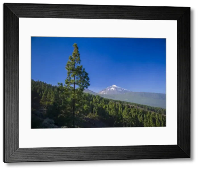 Framed Print : Spain, Canary Islands, Tenerife, Valle de la Orotava, view of the Pico del Teide Framed Print : Spain, Canary Islands, Tenerife, Valle de la Orotava, view of the Pico del Teide