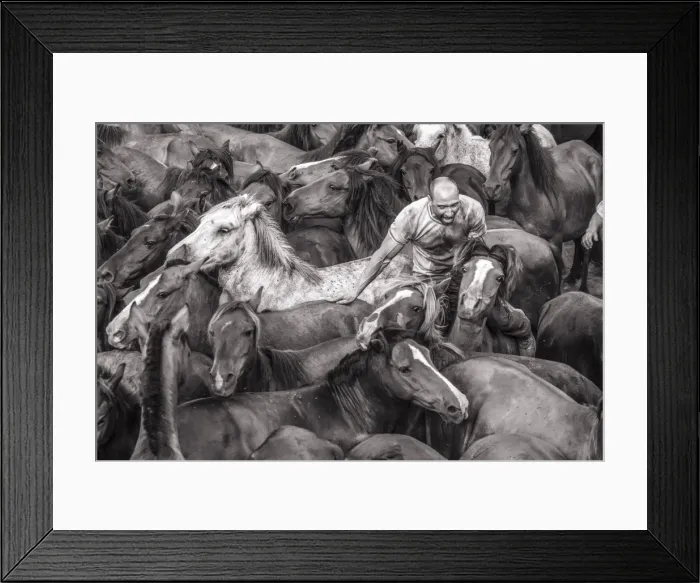 Framed Print : Wild horses rounded up in the crowded arena during the Rapa das Bestas (Shearing Framed Print : Wild horses rounded up in the crowded arena during the Rapa das Bestas (Shearing