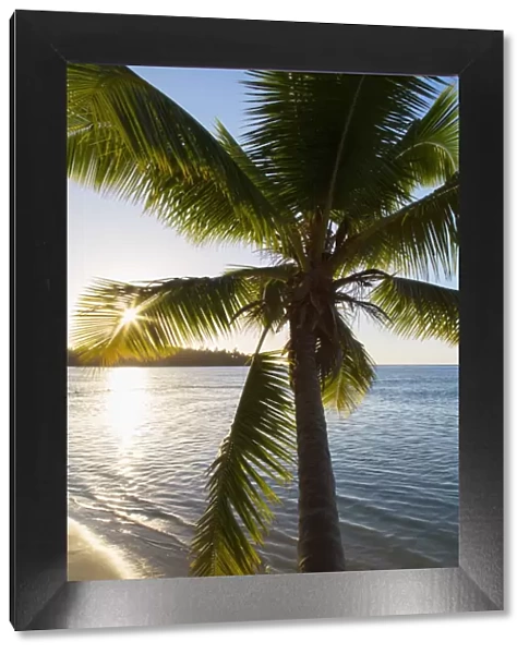 Palm tree on beach at Hauru Point, Mo orea, Society Islands, French Polynesia