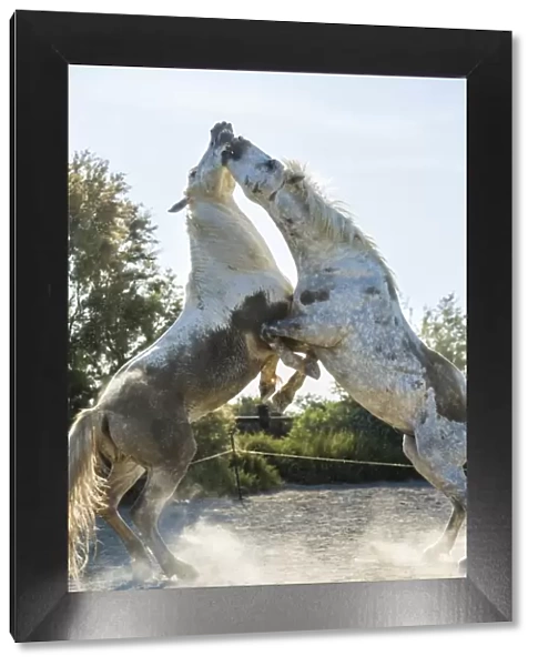 White horse stallions fighting, The Camargue, France
