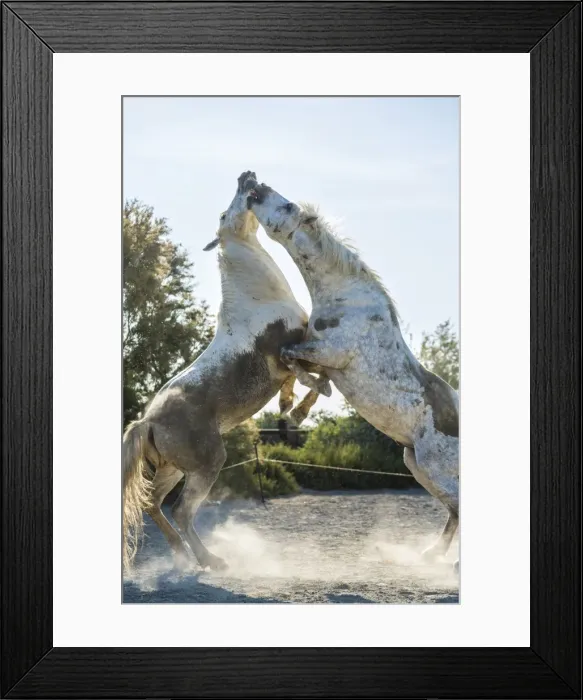 Framed Print : White horse stallions fighting, The Camargue, France Framed Print : White horse stallions fighting, The Camargue, France