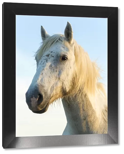Portrait of white horses head, The Camargue, France