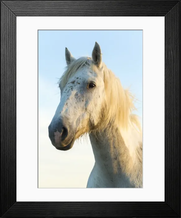 Framed Print : Portrait of white horses head, The Camargue, France Framed Print : Portrait of white horses head, The Camargue, France