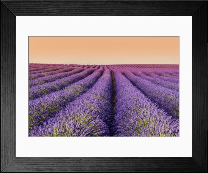 Framed Print : Lavender field at sunset, Plateau de Valensole, Provence, France Framed Print : Lavender field at sunset, Plateau de Valensole, Provence, France