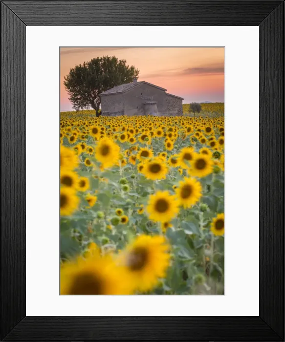 Framed Print : Provence, Valensole Plateau, France, Europe. Lonely farmhouse in a field full of sunflowers Framed Print : Provence, Valensole Plateau, France, Europe. Lonely farmhouse in a field full of sunflowers