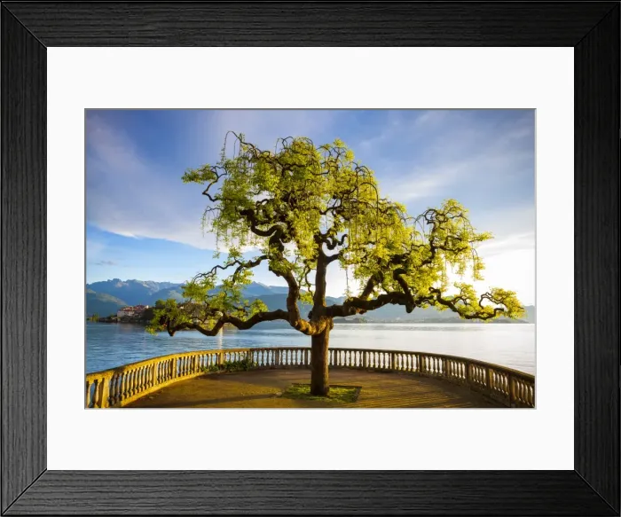 Framed Print : Idyllic lakeside park & Isola Bella, Borromean Islands, Lake Maggiore, Piedmont, Italy Framed Print : Idyllic lakeside park & Isola Bella, Borromean Islands, Lake Maggiore, Piedmont, Italy