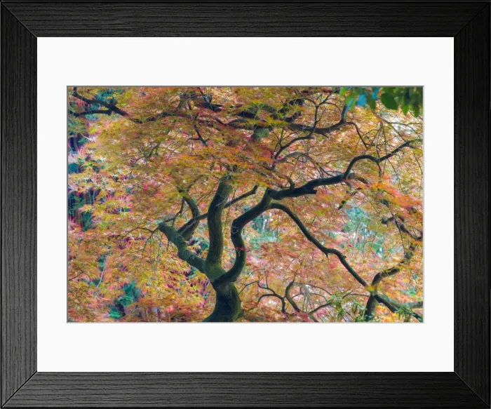 Framed Print : Villa Melzi, Bellagio, Como lake, Lombardy, Italy. Japanese garden Framed Print : Villa Melzi, Bellagio, Como lake, Lombardy, Italy. Japanese garden