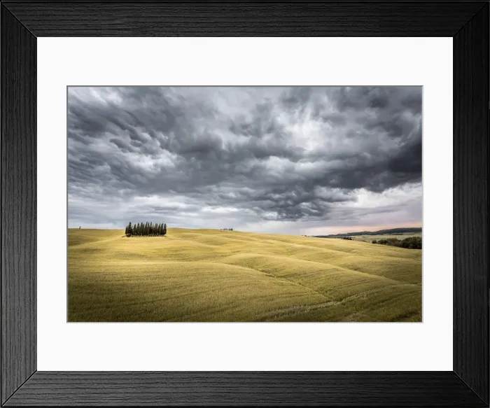 Framed Print : Tuscany, Val d Orcia, Italy. Cypress trees in a yellow meadow field with clouds gathering Framed Print : Tuscany, Val d Orcia, Italy. Cypress trees in a yellow meadow field with clouds gathering